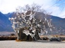 西藏林芝双飞7日游（拉进拉出）