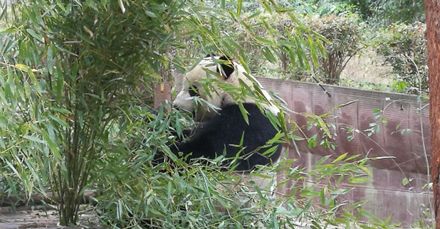 成都大熊猫基地05.jpg